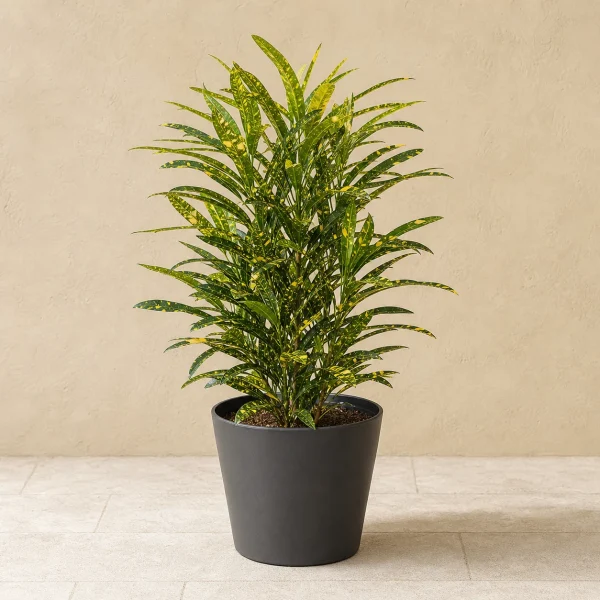 Croton 12 Litros