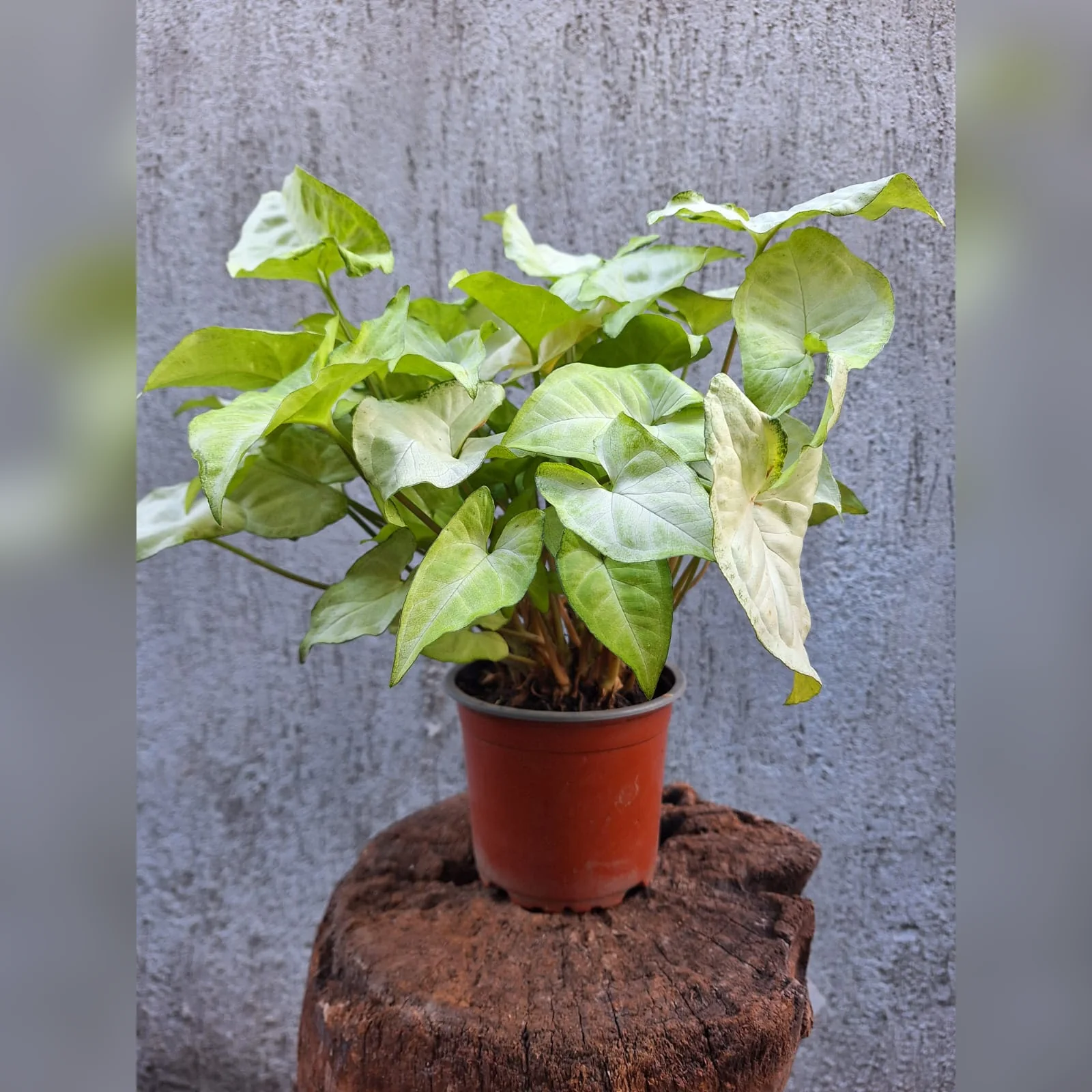 Syngonium real de hojas claras en maceta M12