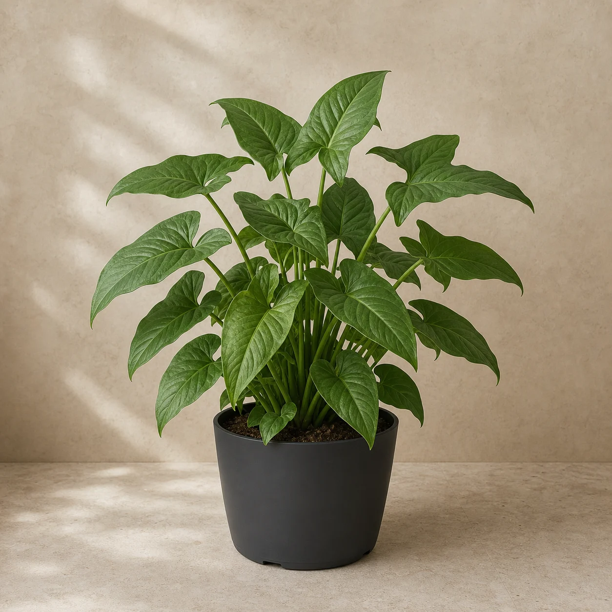 Syngonium compacto de hojas sagitadas en maceta de vivero