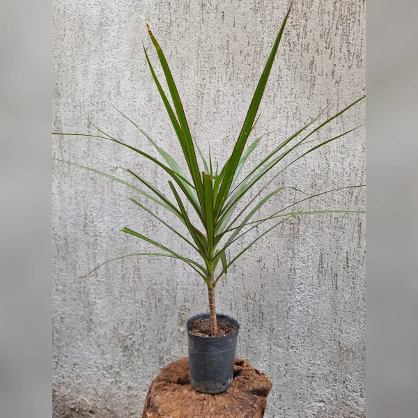 Dracaena marginata M12
