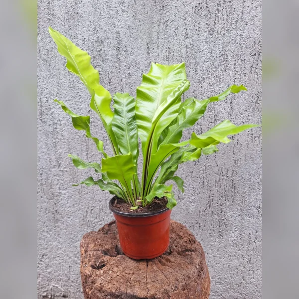 Asplenium M12
