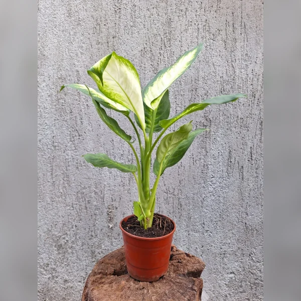 Dieffenbachia Mariane M12