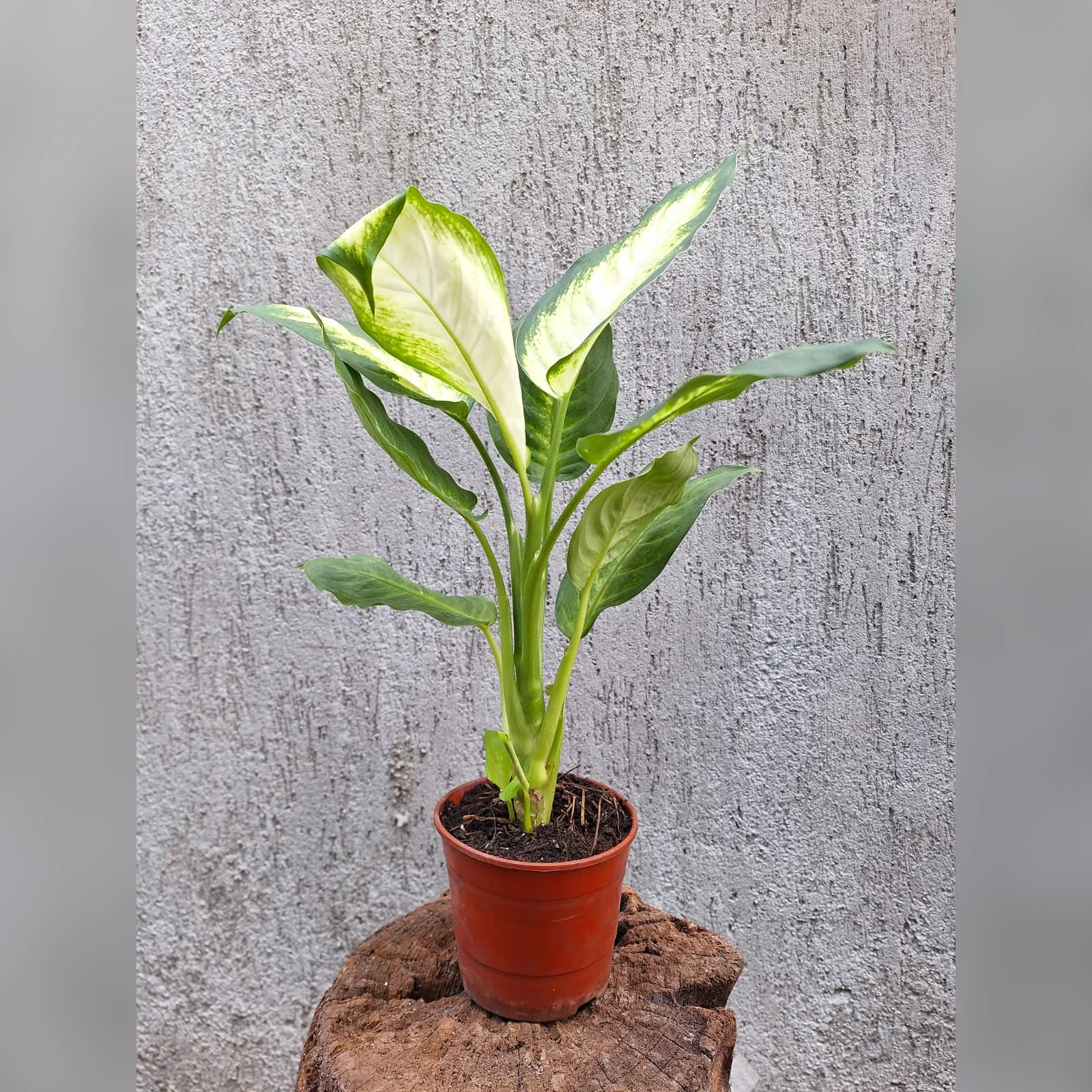 Dieffenbachia Mariane real en maceta de cultivo M12