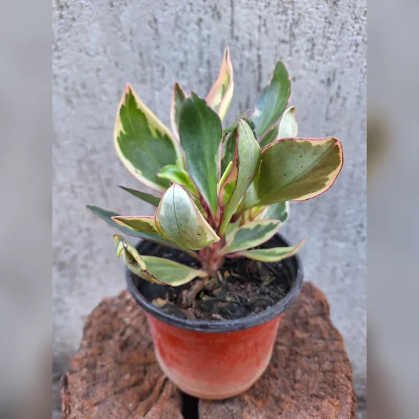 Peperomia rosada M12