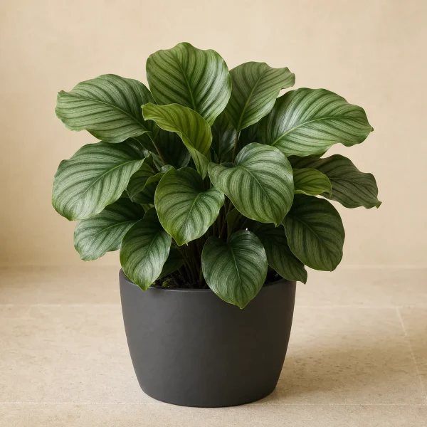 Calathea 12 Litros