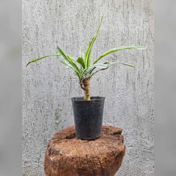 Dracaena Warneckii M12