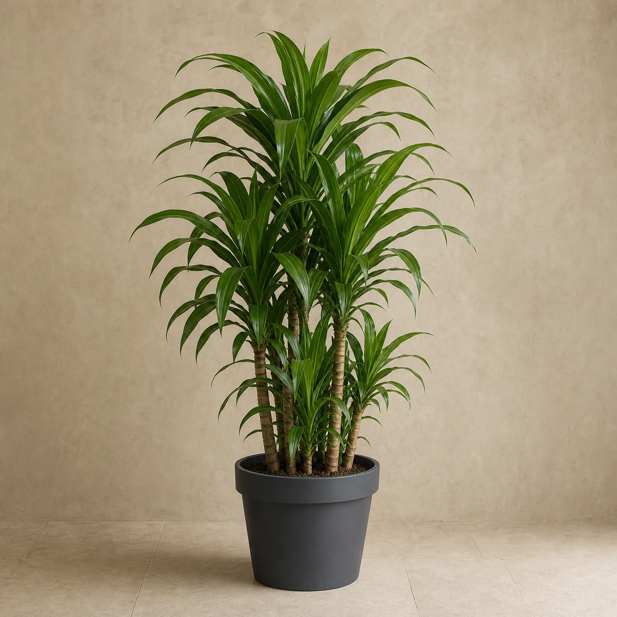 Dracena verde de varios tallos en maceta de vivero