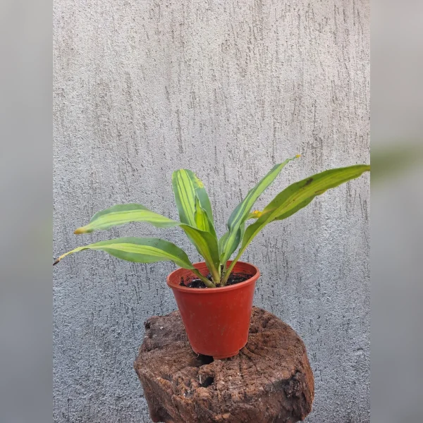 Dracena / Palo de agua M12