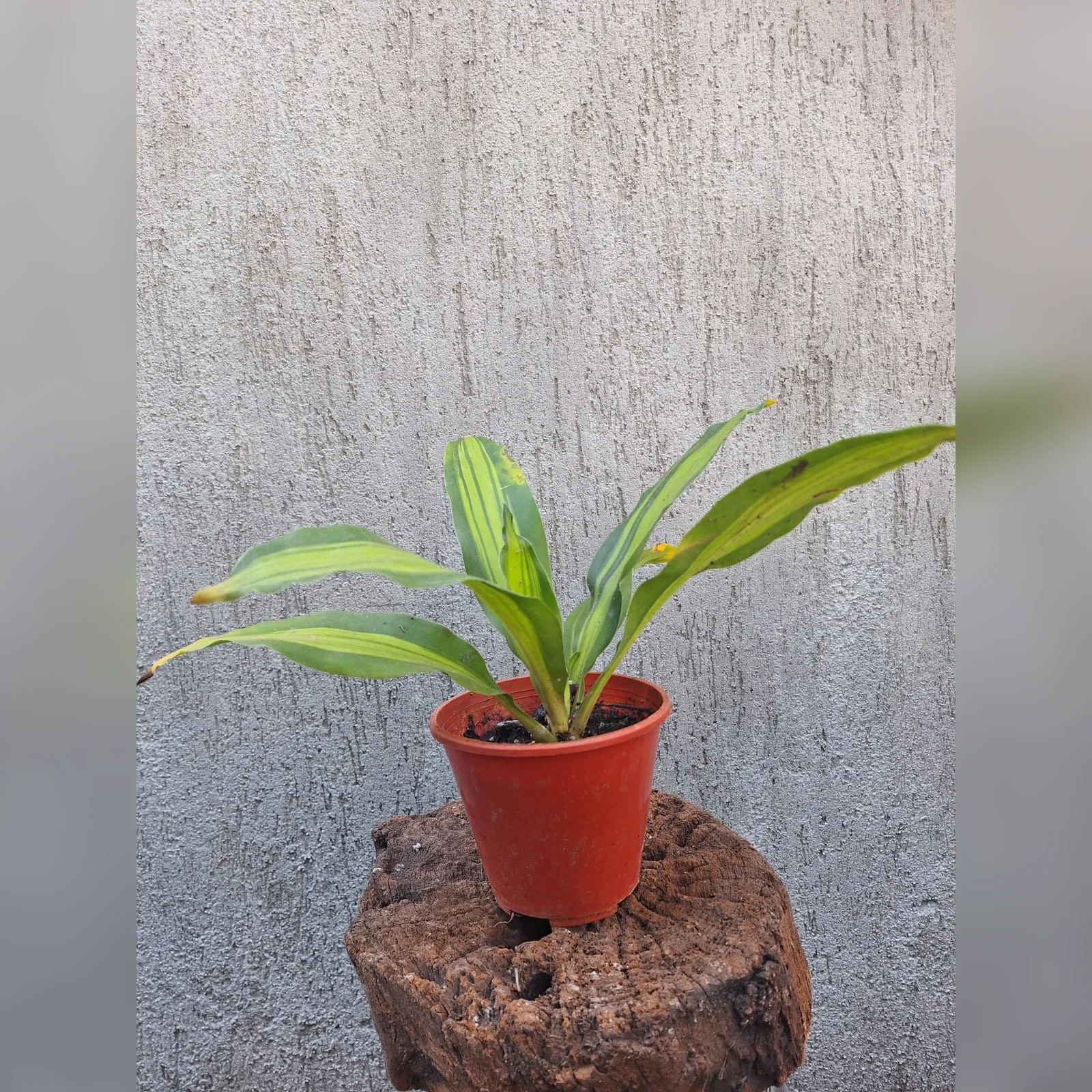 Foto real de Dracena o Palo de agua en maceta M12