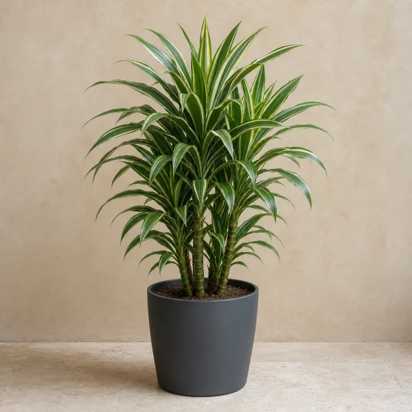 Dracena Warneckii 14 Litros