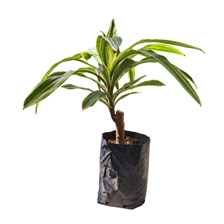 Dracaena Warneckii 3 L