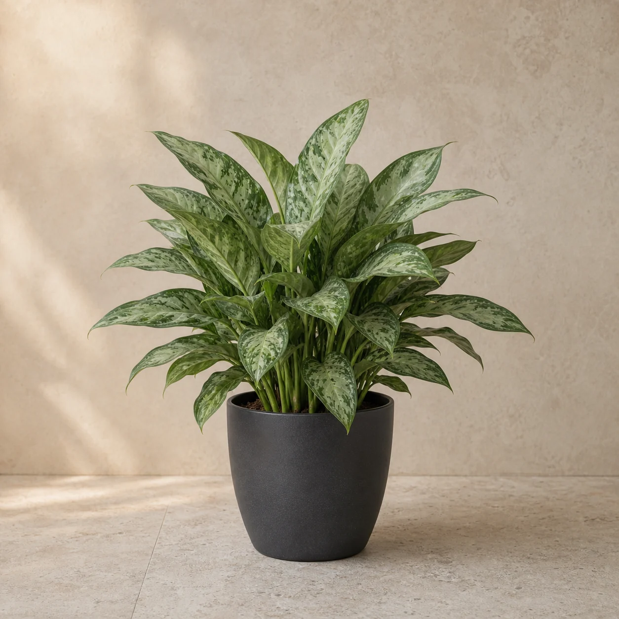 Aglaonema de hojas verdes jaspeadas en maceta de vivero