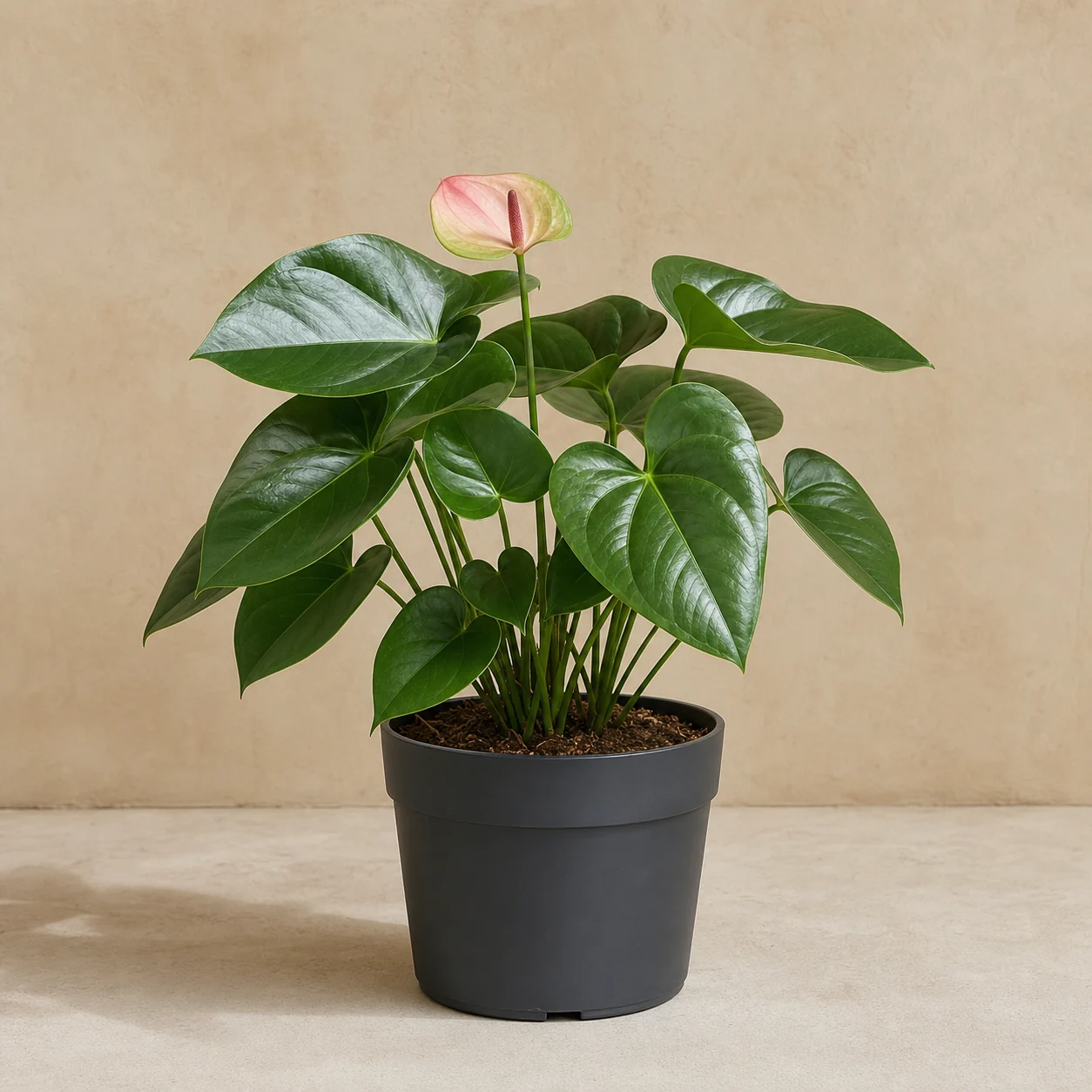 Anthurium de hojas acorazonadas en maceta de vivero
