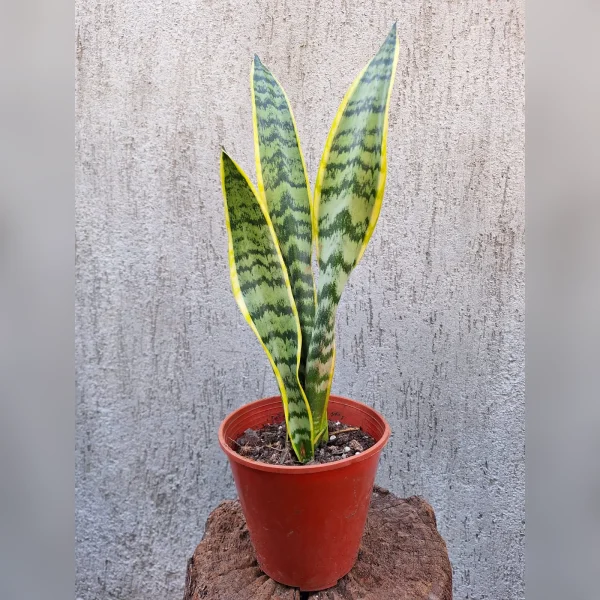 Sansevieria trifasciata M14