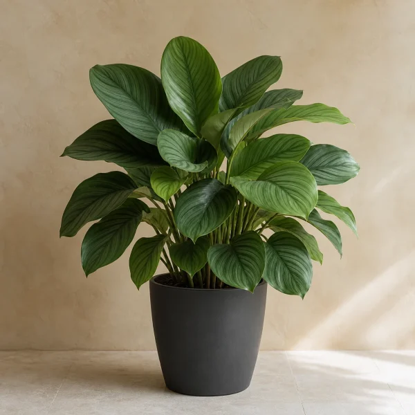 Calathea 14 Litros