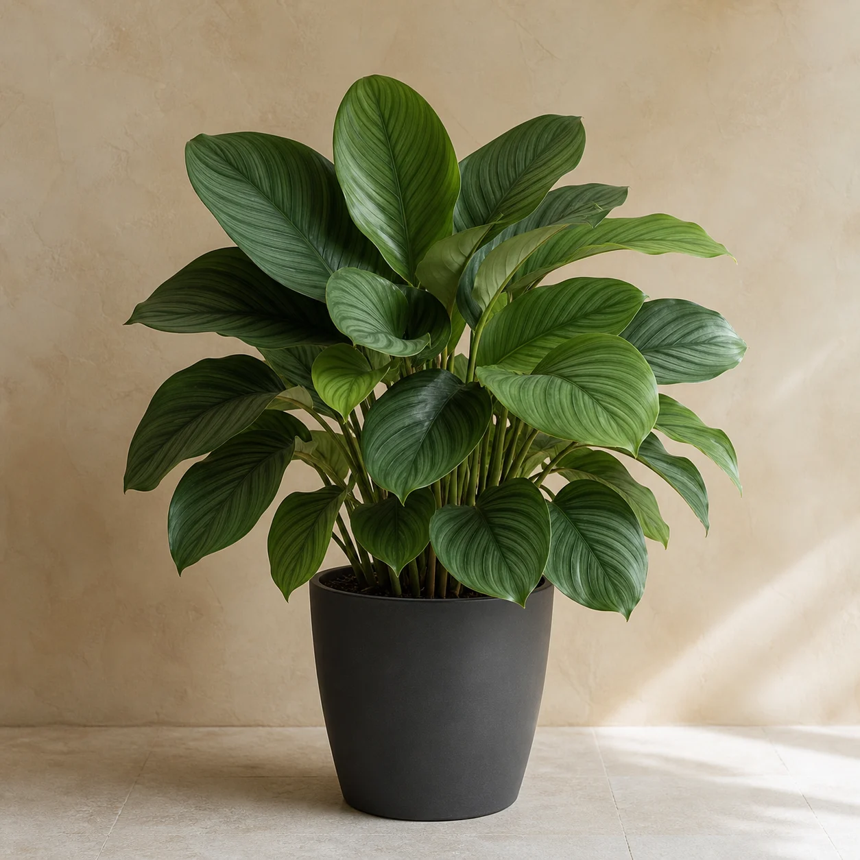 Calathea de hojas ornamentales en maceta de vivero