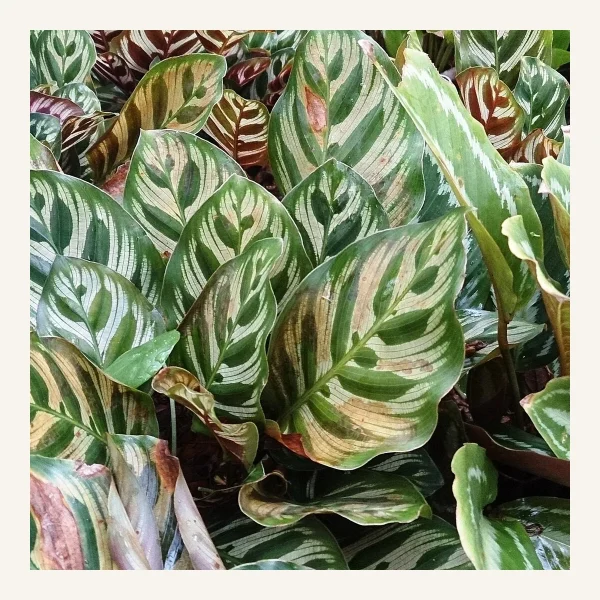 Calathea makoyana 14 Litros