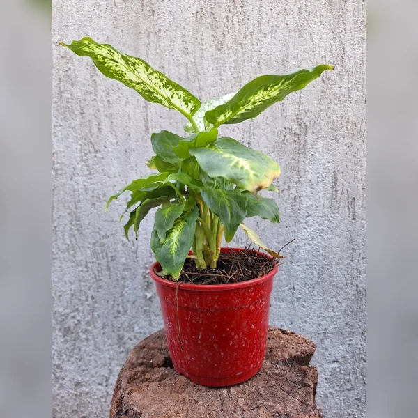 Dieffenbachia Mariane M14