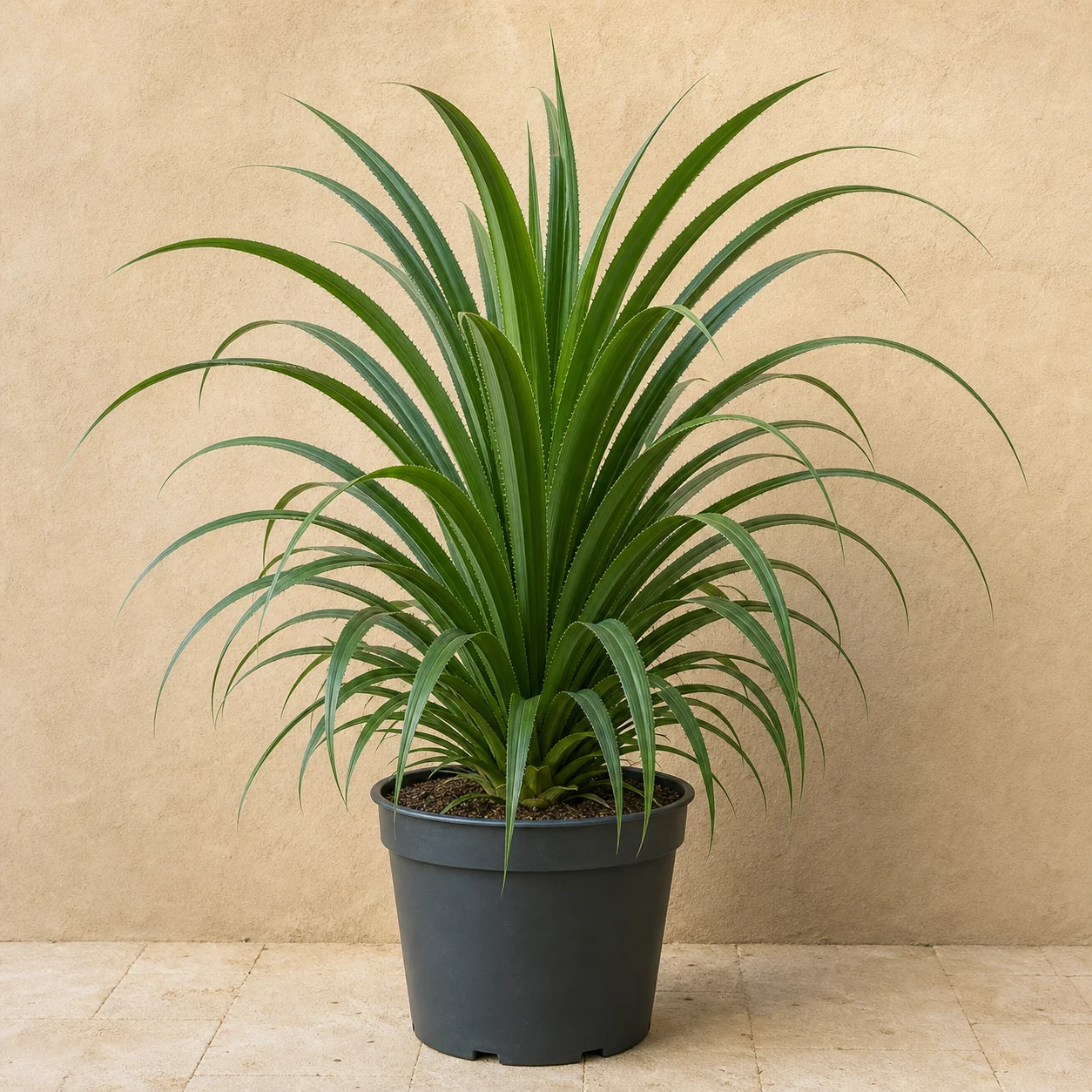 Pandanus de hojas largas en maceta de vivero