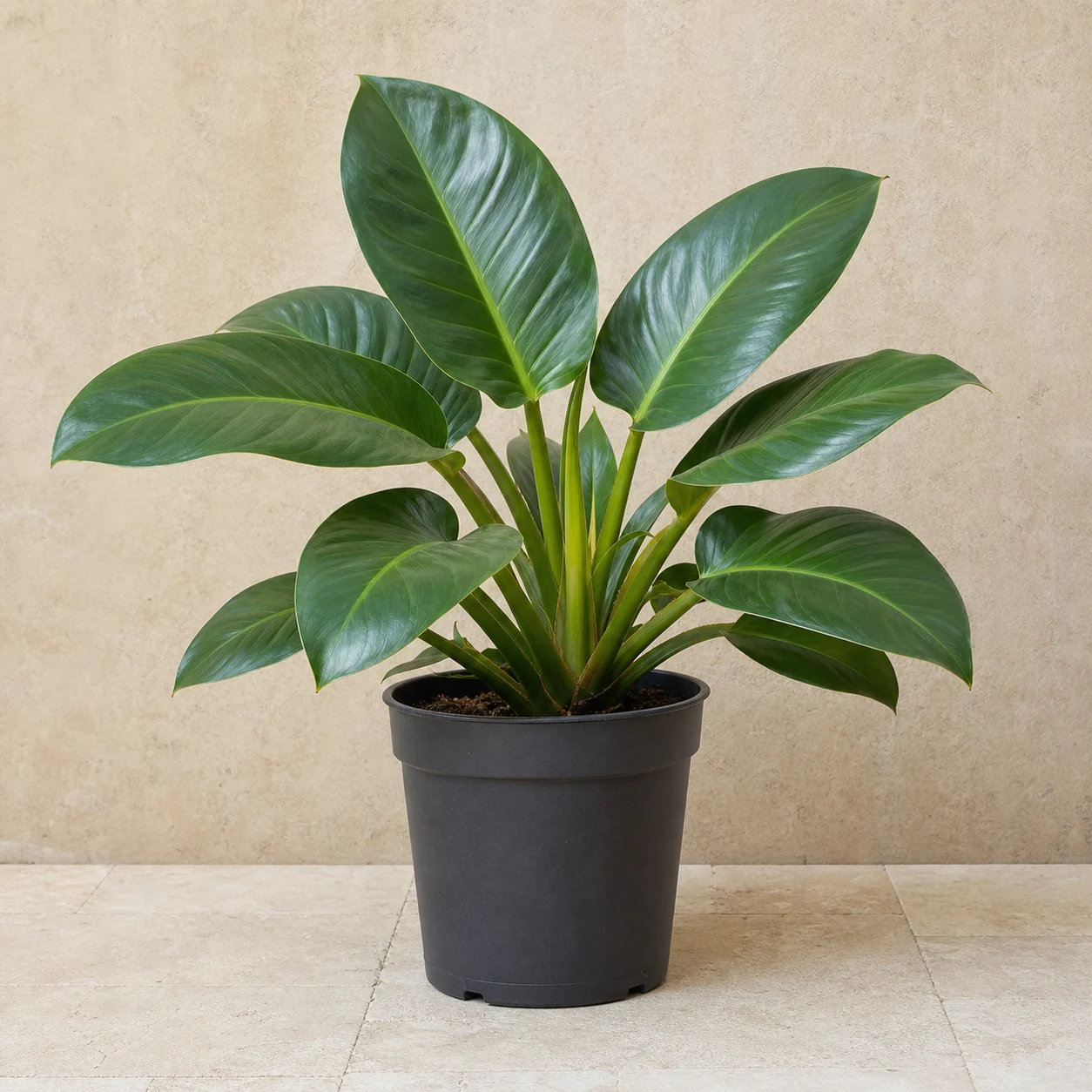 Philodendron Imperial de hojas verdes en maceta de vivero