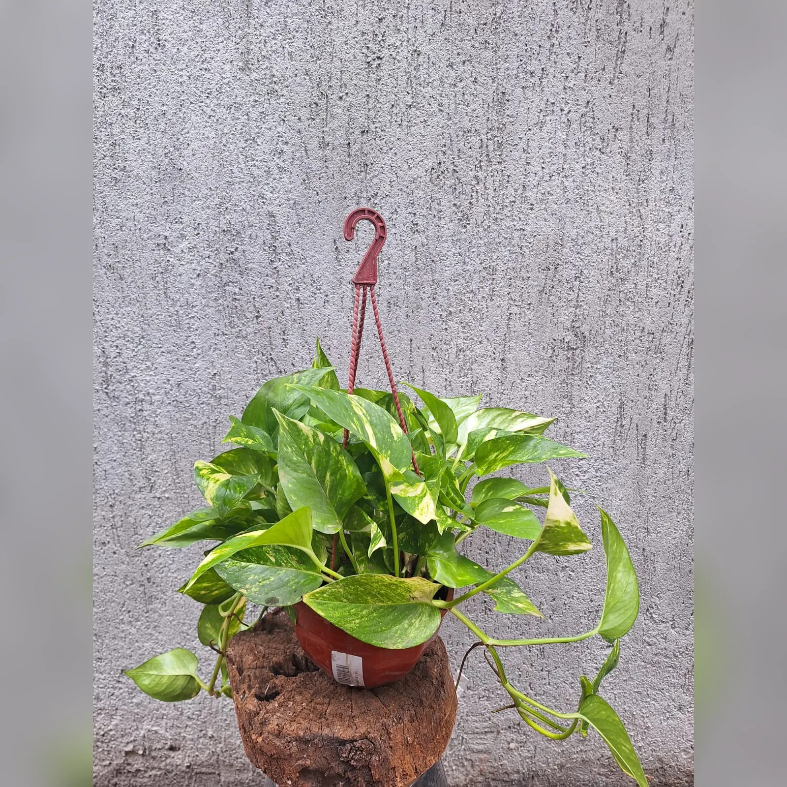 Imagen de Potus aurea en Bols 18 con colgante