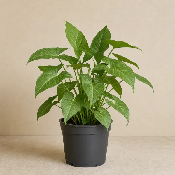 Syngonium 18 Litros