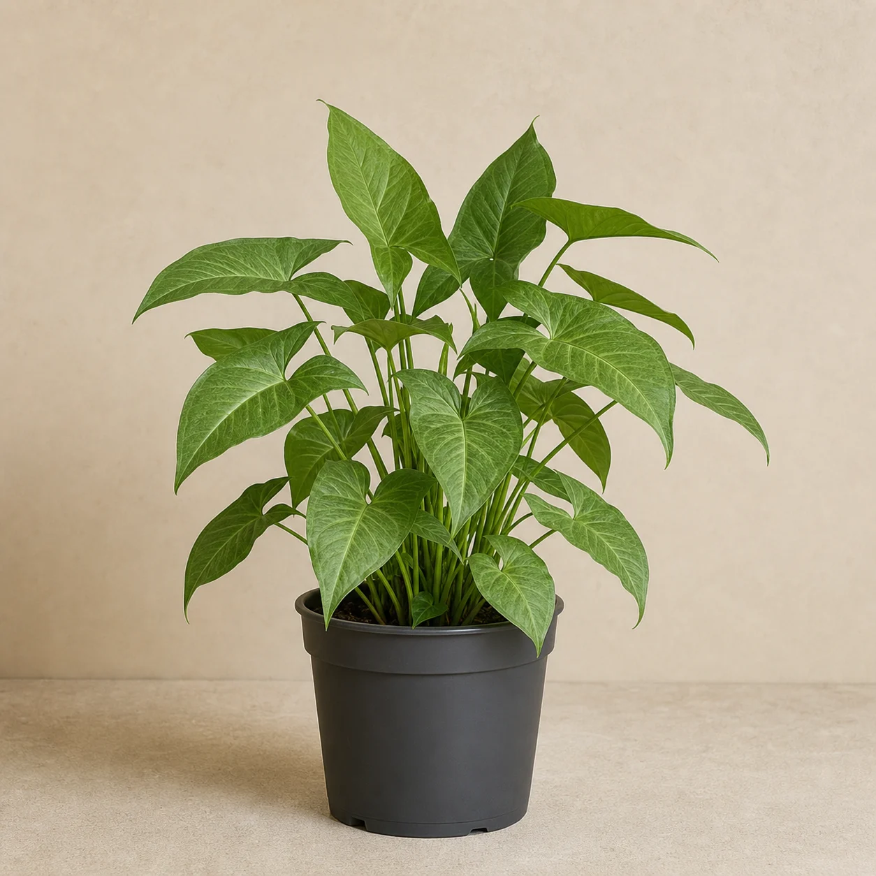 Syngonium de hojas sagitadas en maceta de vivero