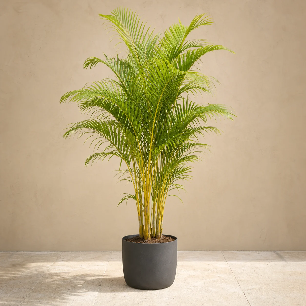 Areca de tallos dorados en maceta de vivero