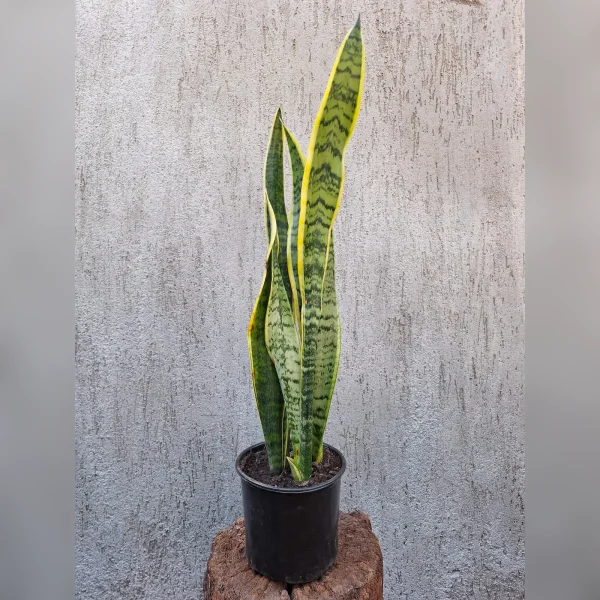 Sansevieria trifasciata 3 L