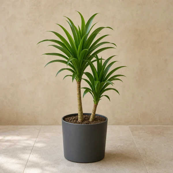 Dracena 3 Litros