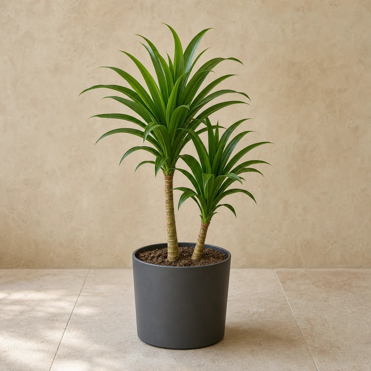 Dracena verde de roseta en maceta de vivero