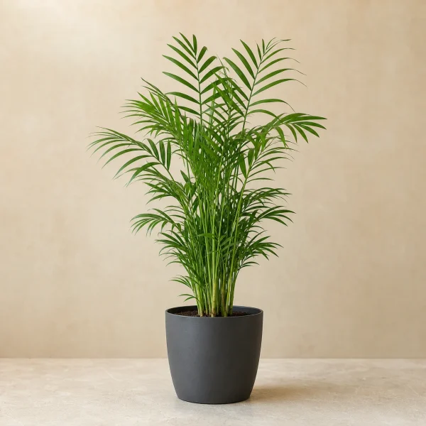 Palmera chamaedorea 3 Litros