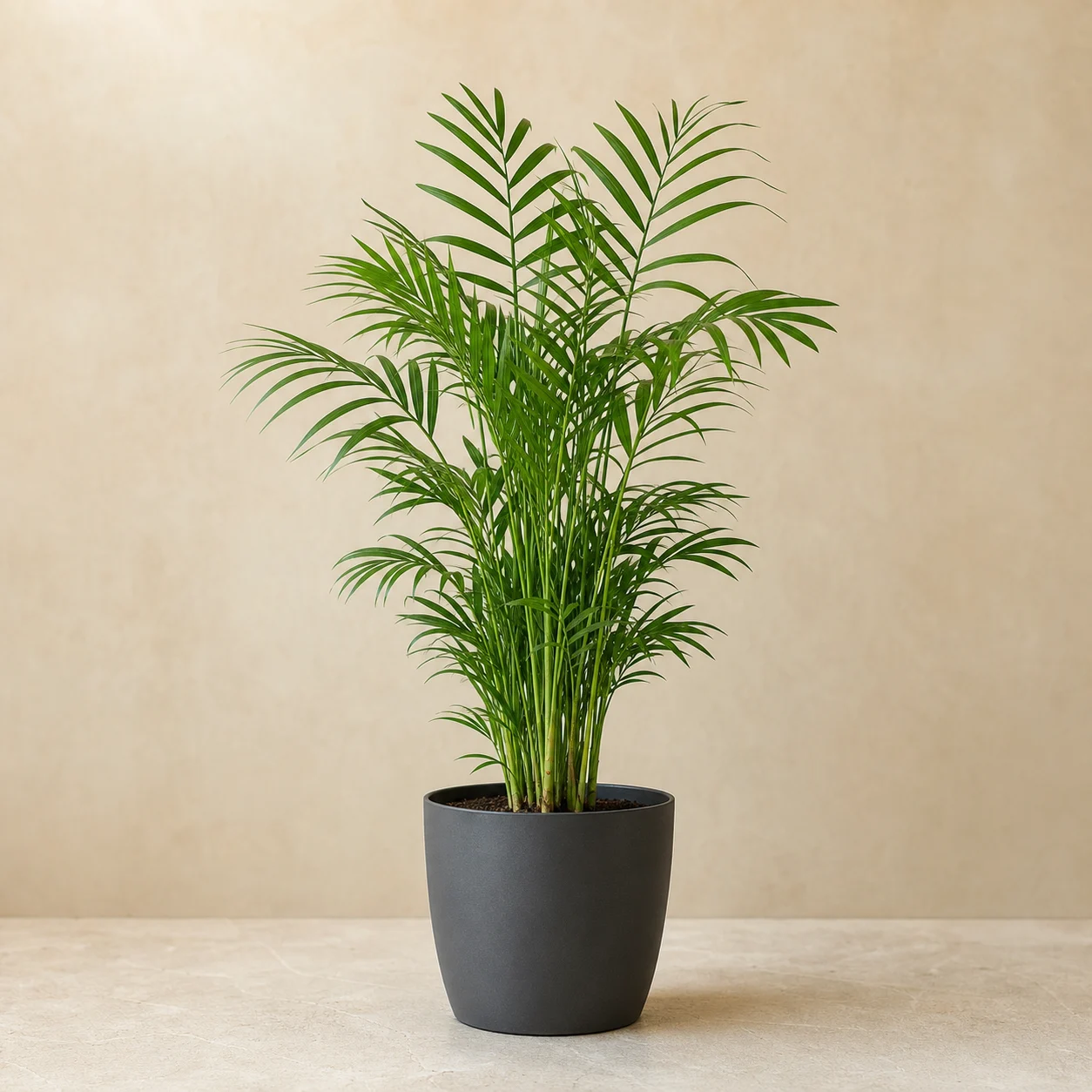 Palmera chamaedorea joven en maceta de vivero