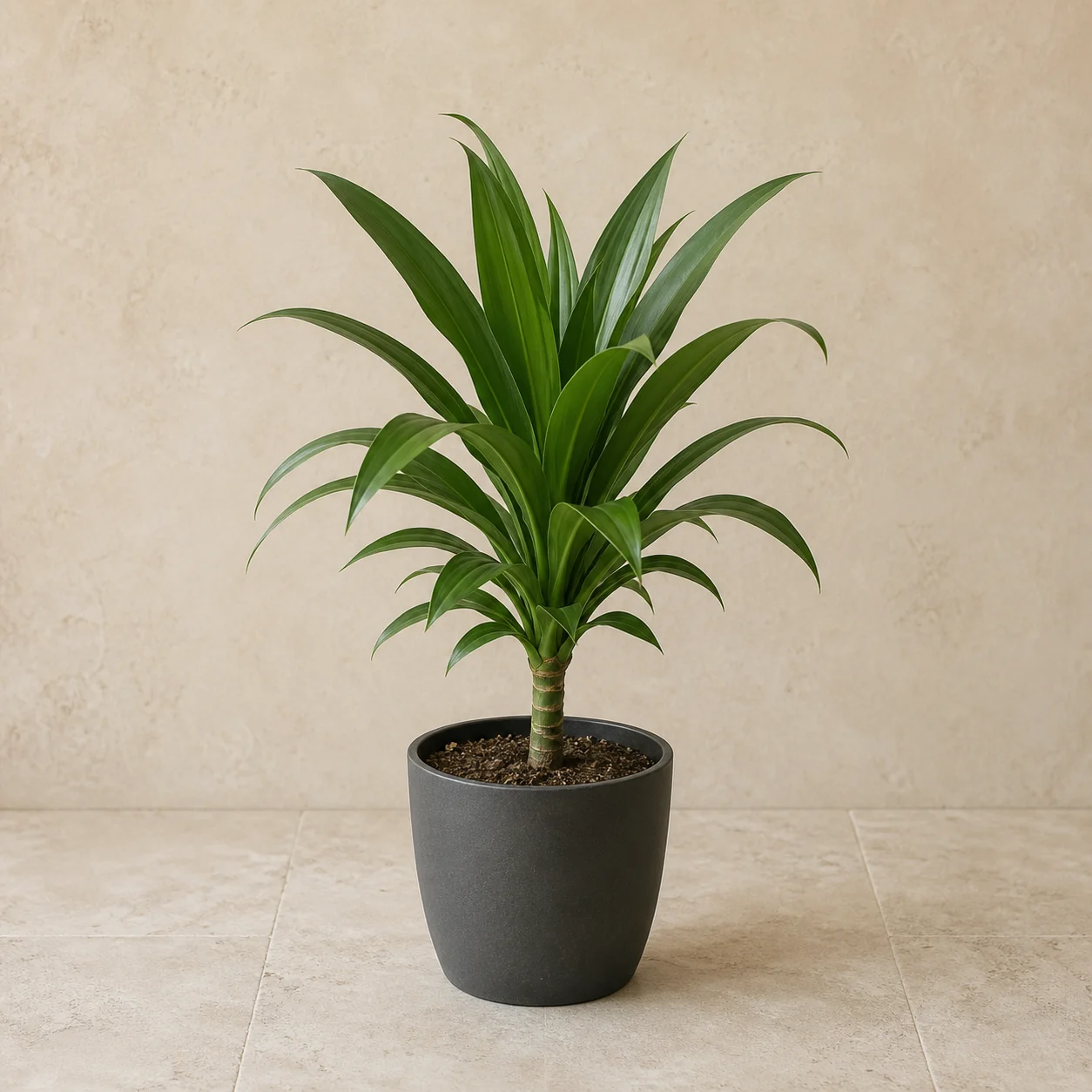 Dracena verde compacta en maceta de vivero