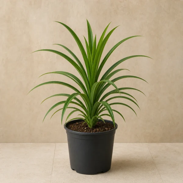 Pandanus 3 Litros