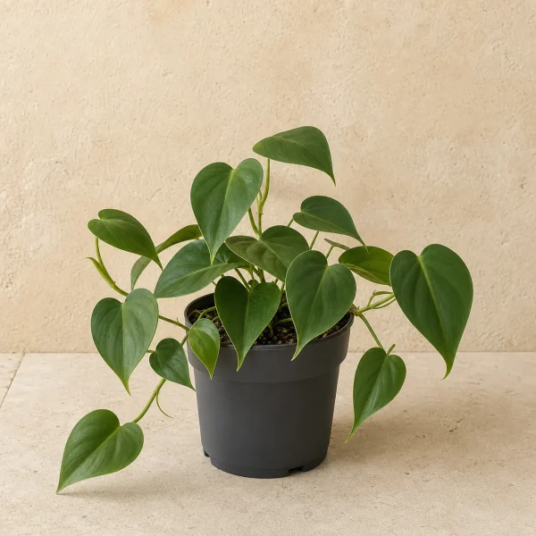 Philodendron trepador 3 Litros