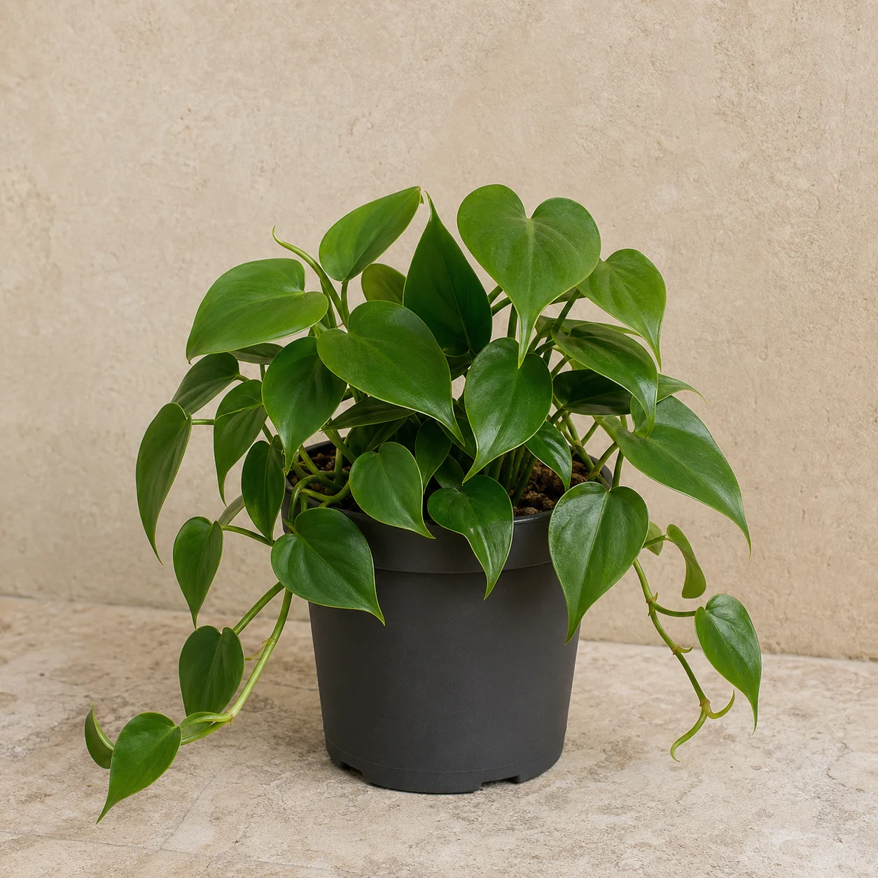 Philodendron trepador de hojas acorazonadas en maceta de vivero