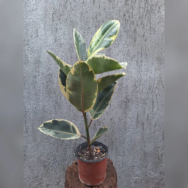 Gomero (Ficus elastica) 3 Litros