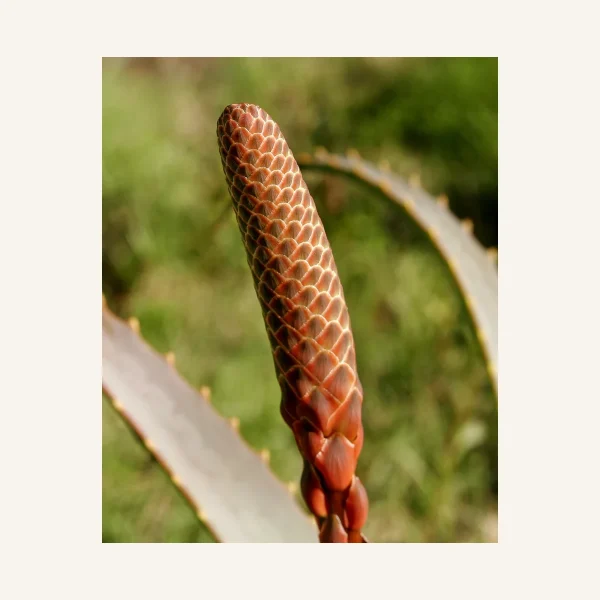 Aloe 3 Litros