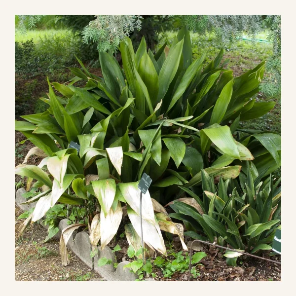 Aspidistra 3 Litros