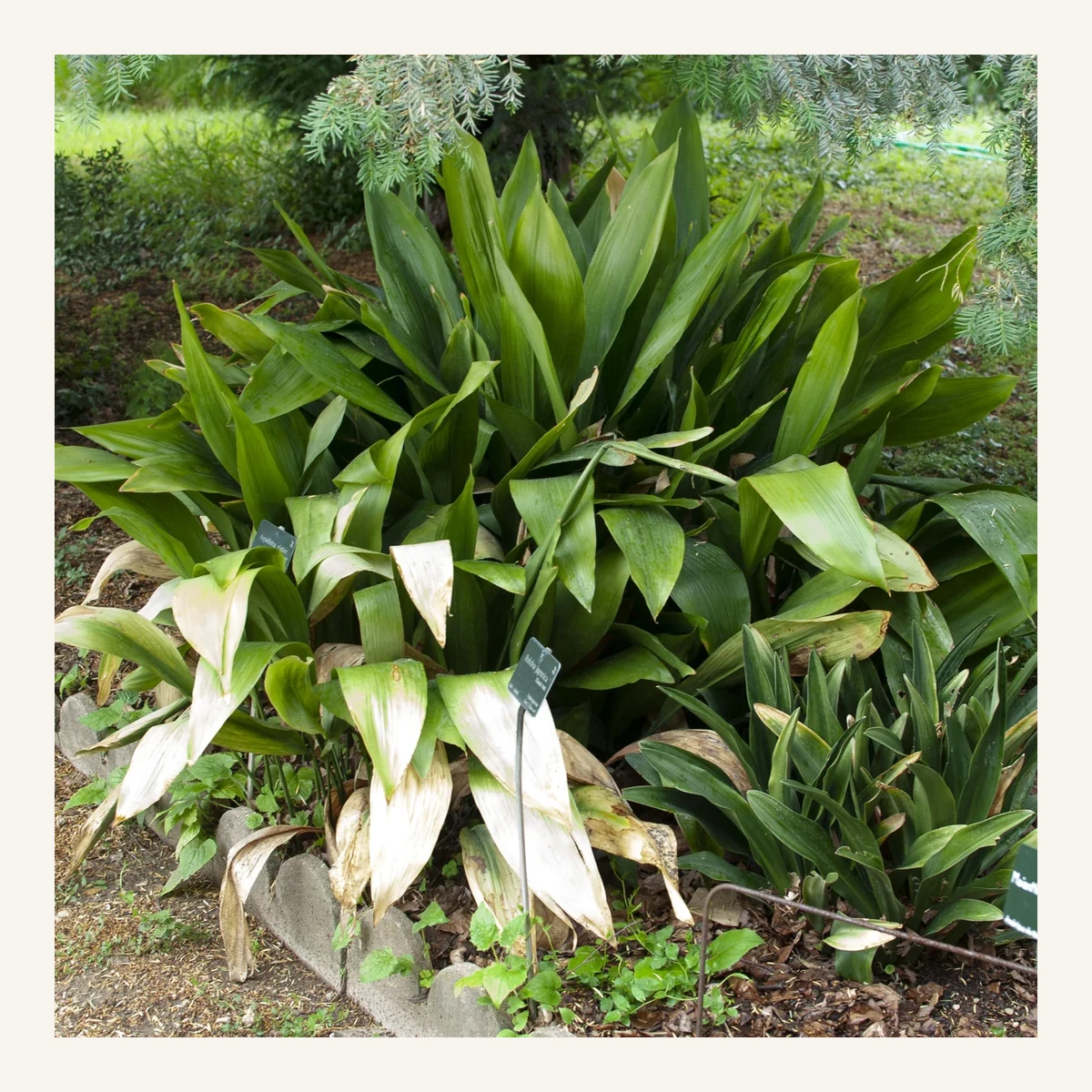 Planta Aspi 3 Litros - Producto de Vivero en Vivero Los Cocos