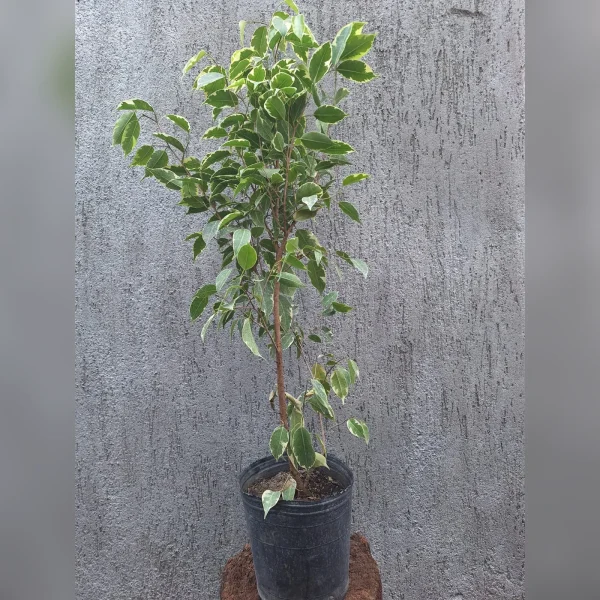 Ficus benjamina 3 Litros · 100 cm