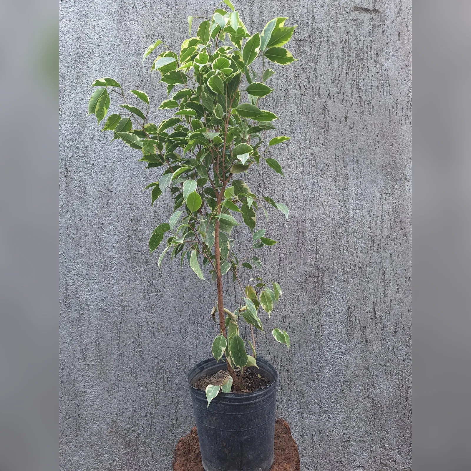 Foto real de Ficus benjamina en contenedor de 3 litros, altura 100 cm