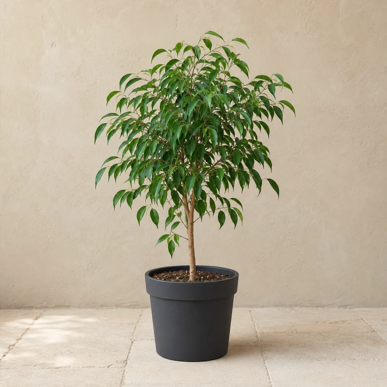 Ficus benjamina joven en maceta de vivero
