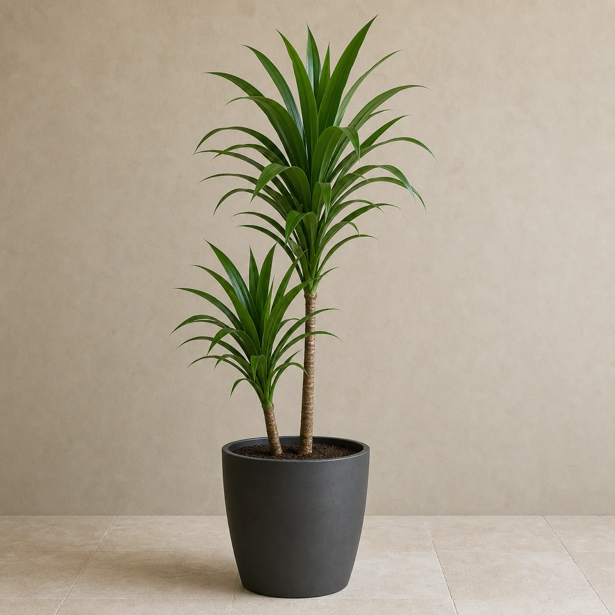 Dracena compacta de hojas verdes en maceta de vivero