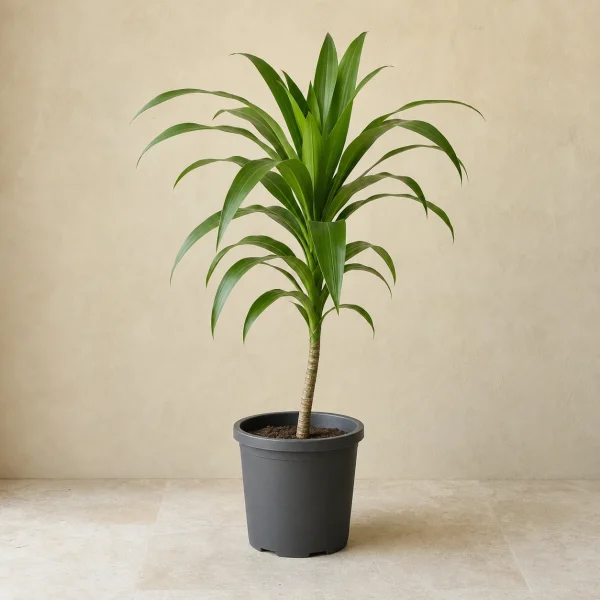 Dracena 7 Litros