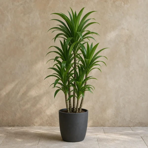 Dracena 15 Litros