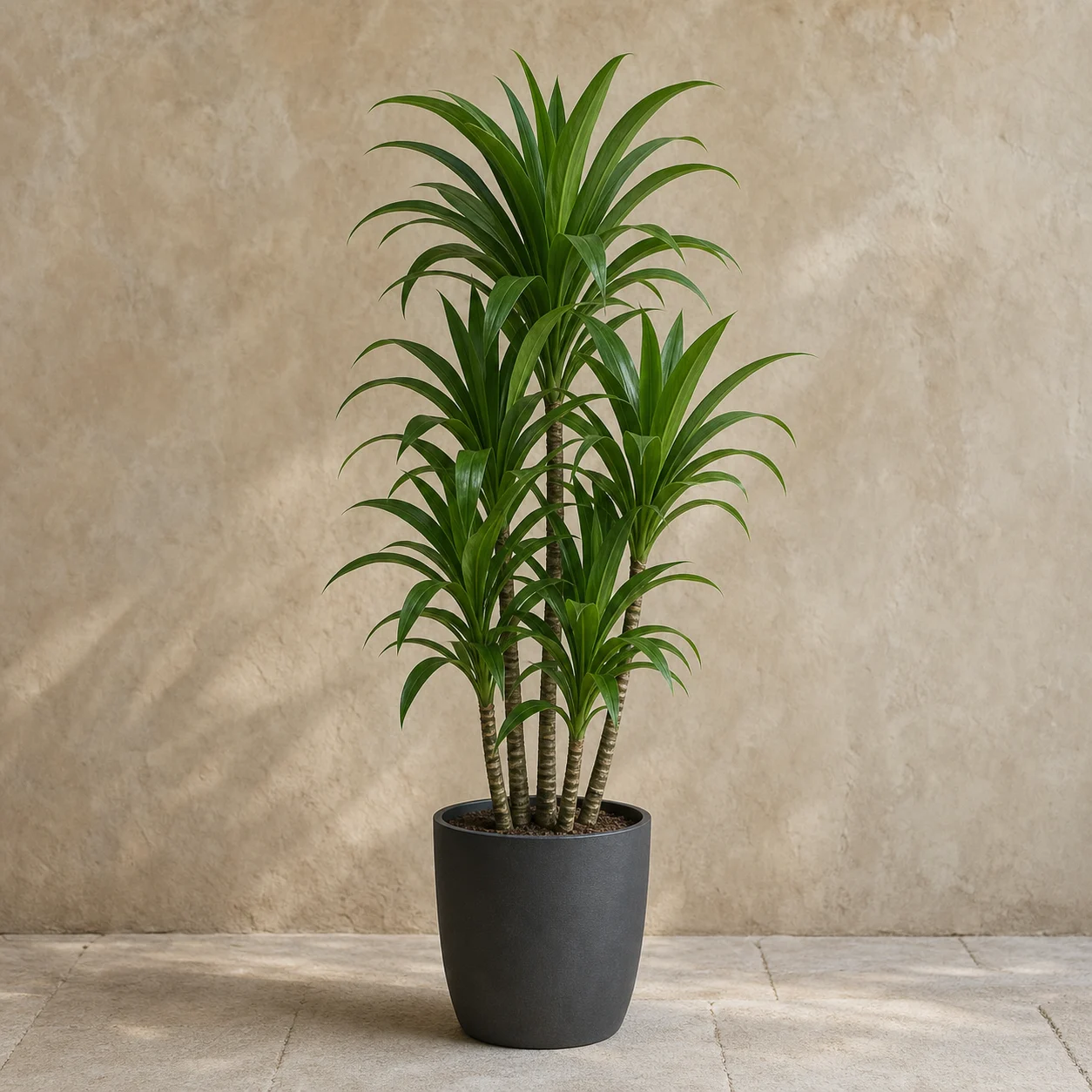 Dracena verde de varios tallos en maceta de vivero