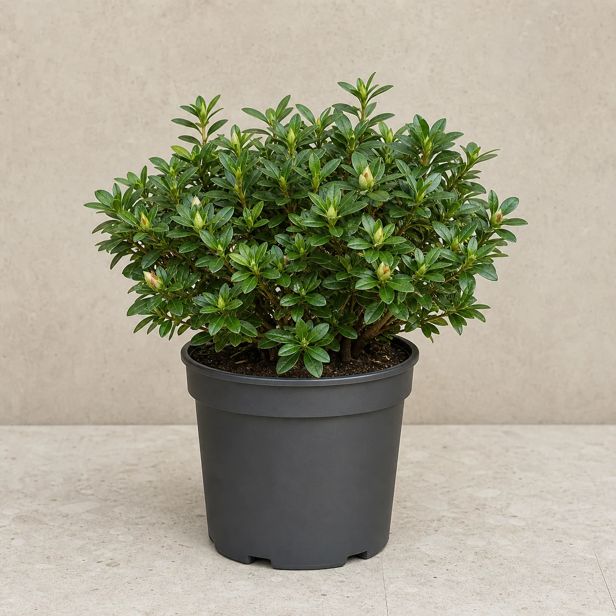 Azalea joven de hojas brillantes en maceta de vivero
