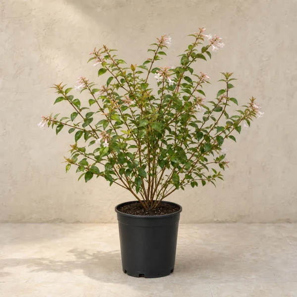 Abelia presentación indicada